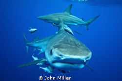 Tiger Shark while snorkeling with a Black Tip in the back... by John Miller 